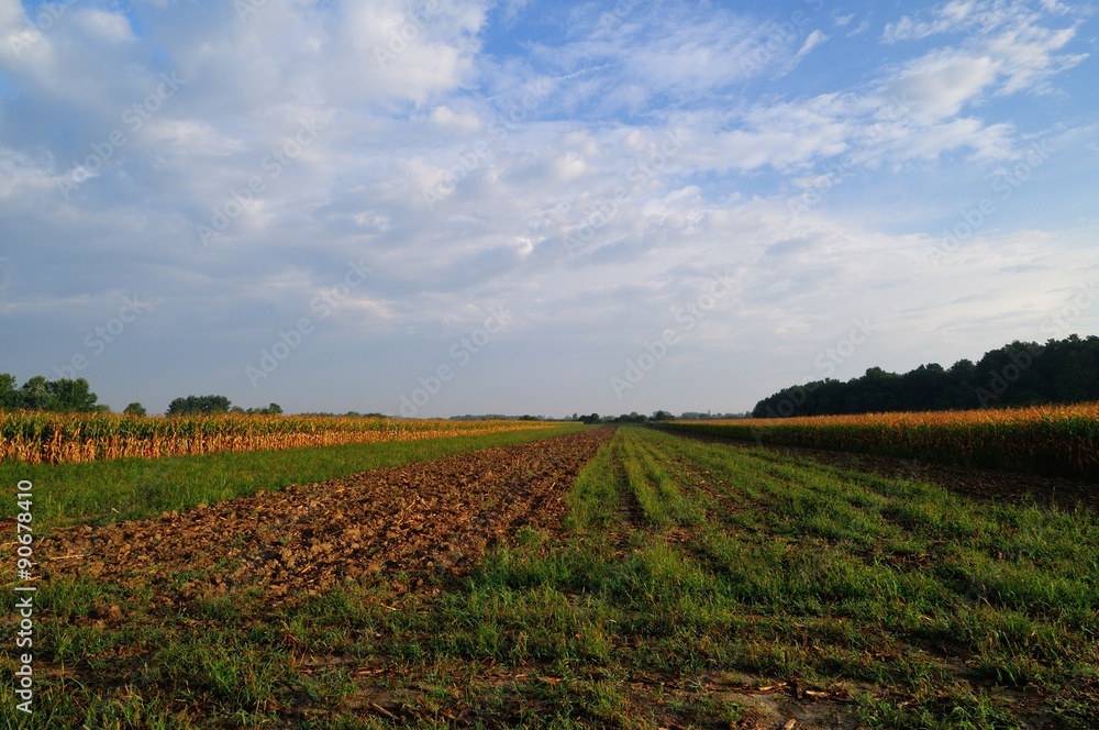 Field at early autumn