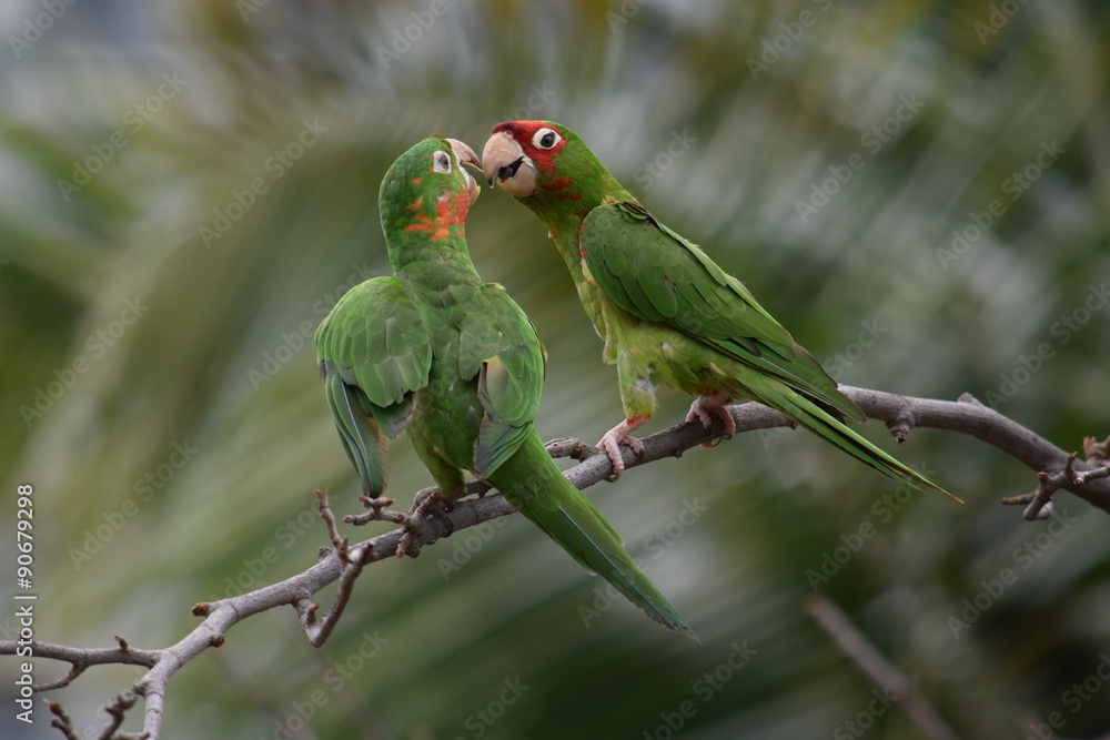 Perruches amoureuses à Miami