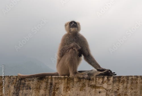 The black monkey in Rishikesh photo