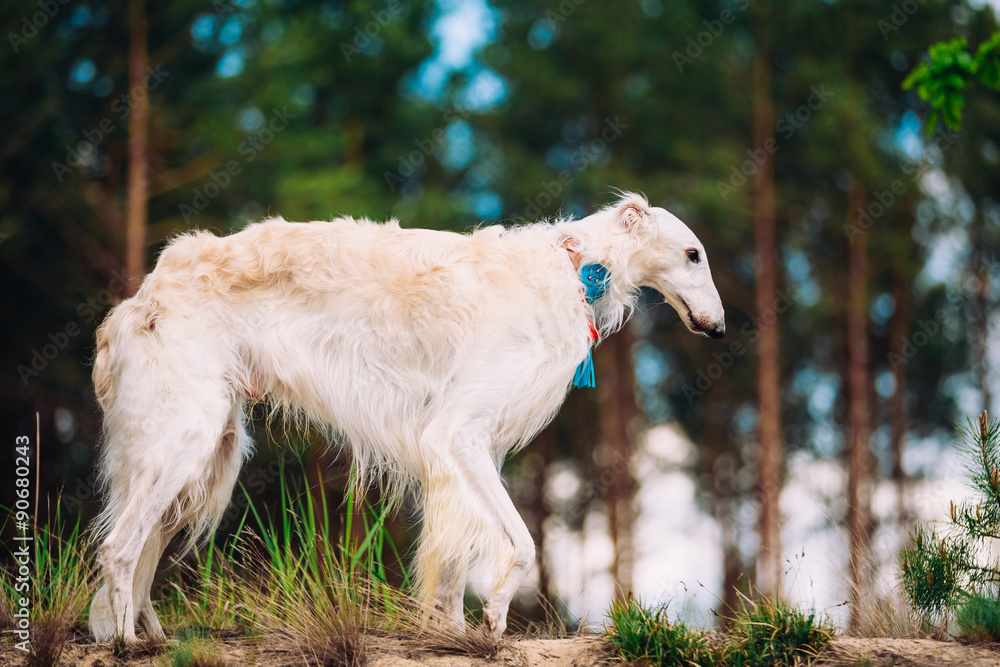 White Russian Wolfhound Dog, Borzoi, Russian Hunting, Sighthound White Russian Wolfhound Dog, Borzoi, Russian Hunting, Sighthound