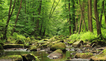 Papier peint photo Rivière Rivière printanière en forêt verdoyante  © jonnysek