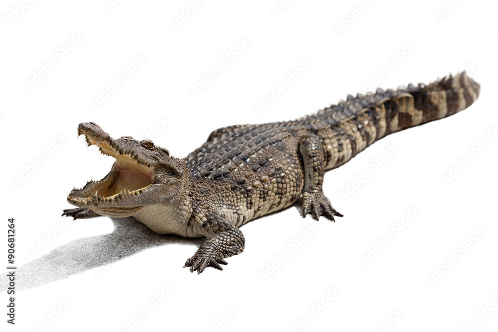 Naklejka premium crocodile