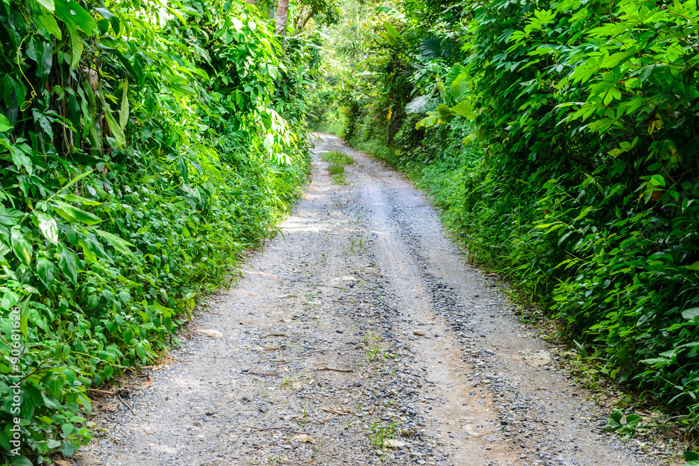 dirt road with green tree dirt road with green tree
