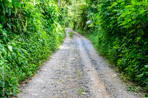 dirt road with green tree