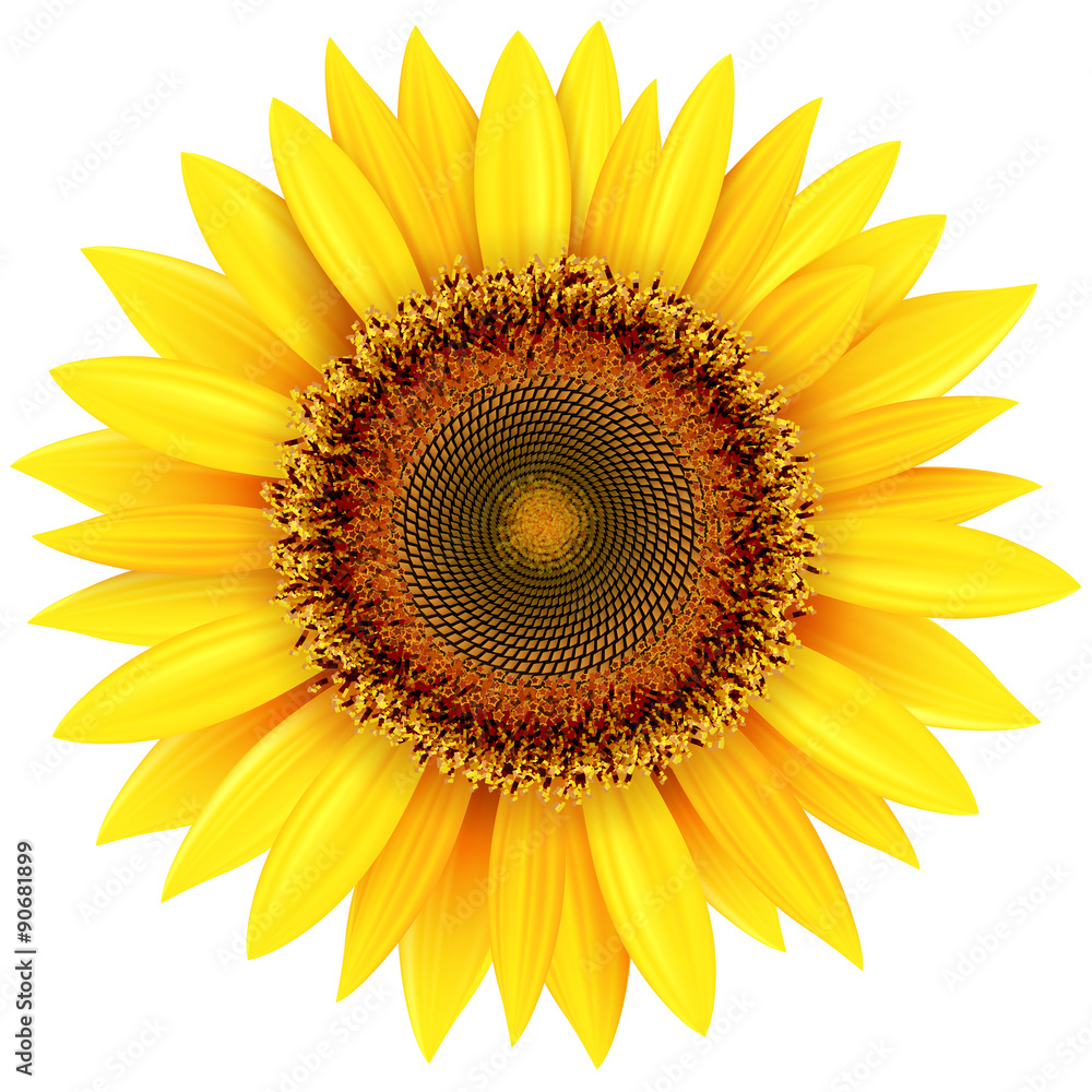 Naklejka premium Sunflower isolated