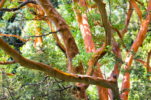 Tree trunk of Arbutus (disambiguation) close up photo