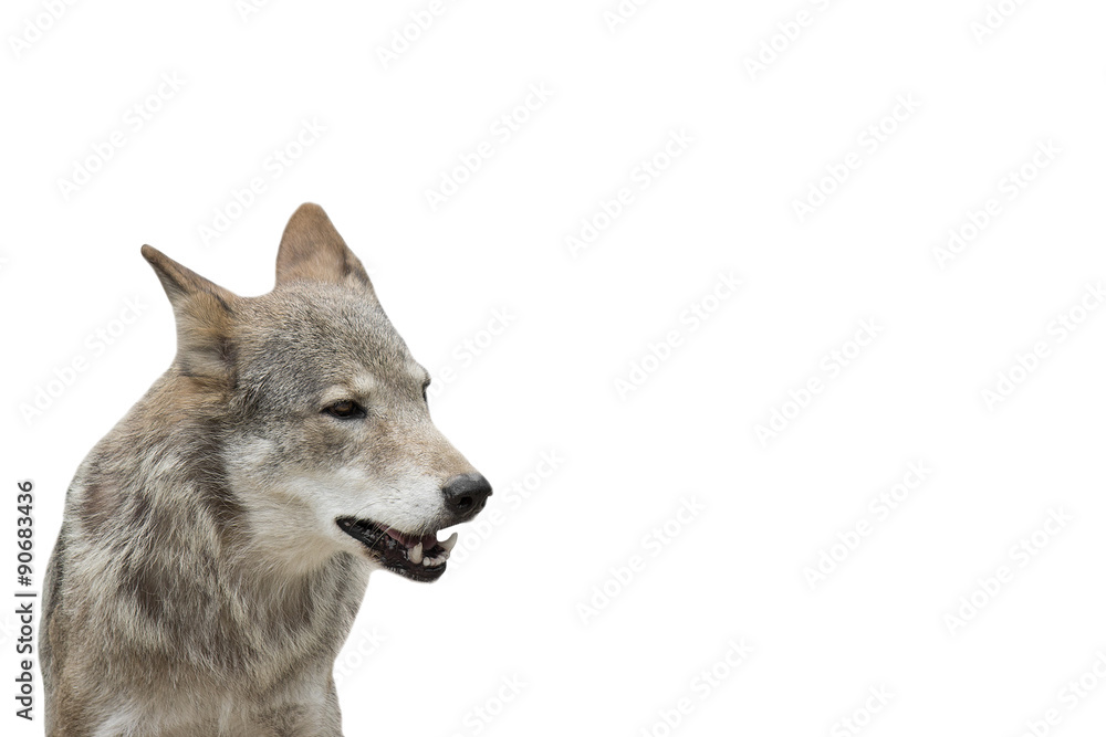 Fototapeta premium wolf on a white background isolated