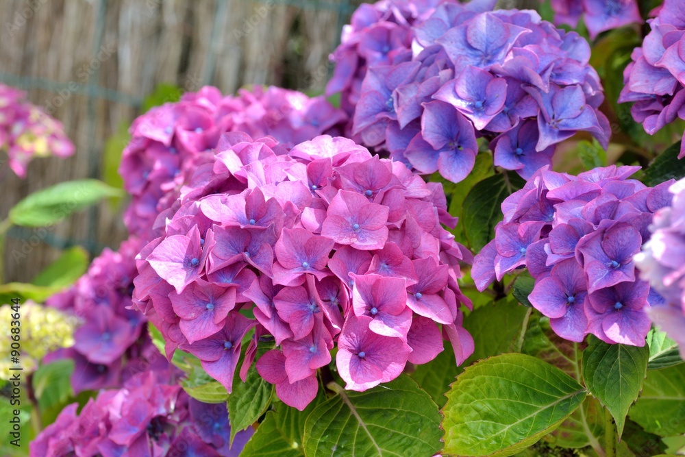 Magnifique fleurs d'hortensias mauves et bleues Magnifique fleurs d'hortensias mauves et bleues