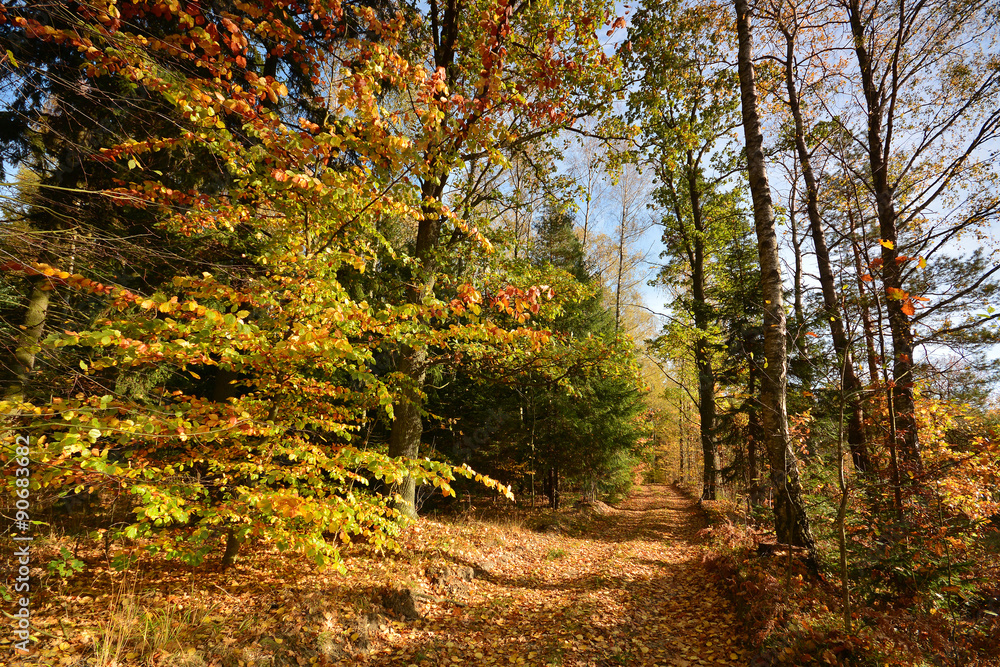 Fototapeta premium road in autumn forest