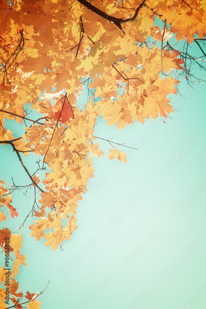 Fototapeta premium yellow maple in autumn park