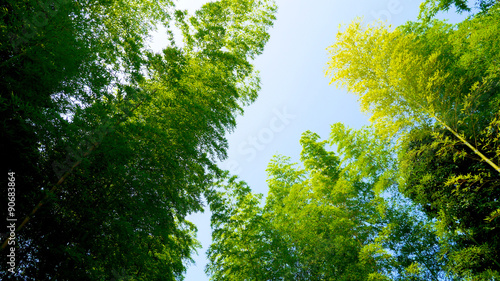 bamboo Bamboo of Japan 