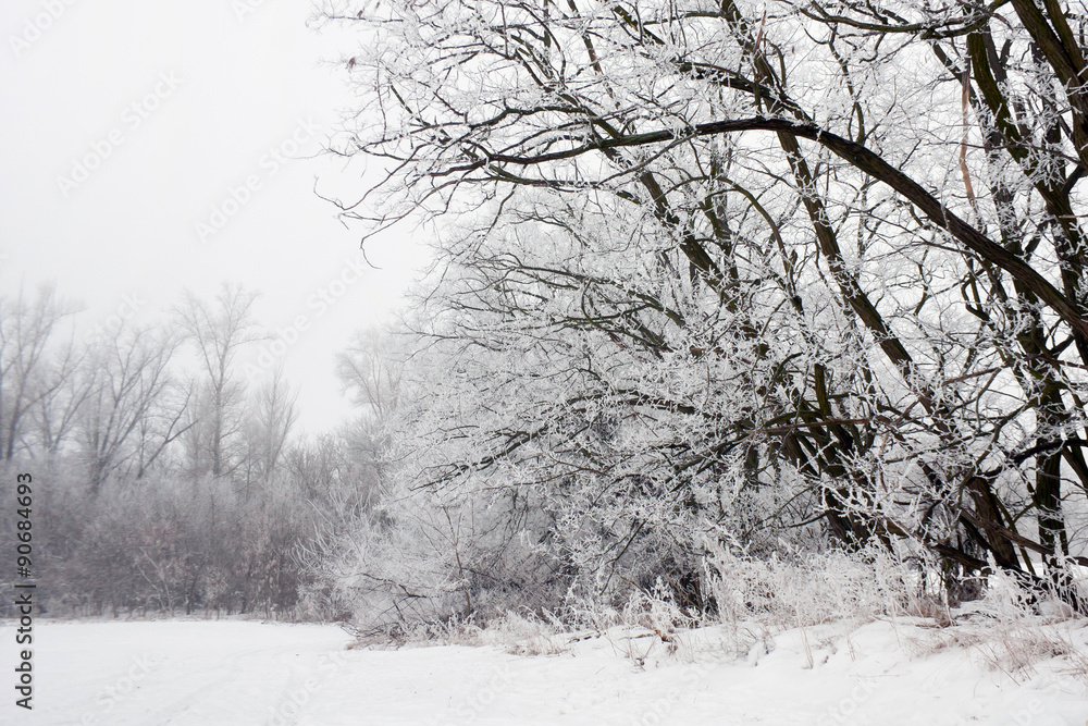 Obraz premium Winter landscape of frosted tree on a foggy morning. 