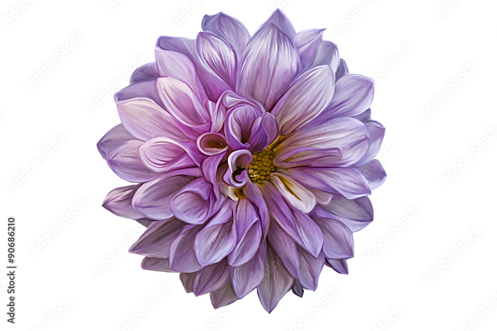 Drawing oil painting dahlia flower on a white background Drawing oil painting dahlia flower on a white background