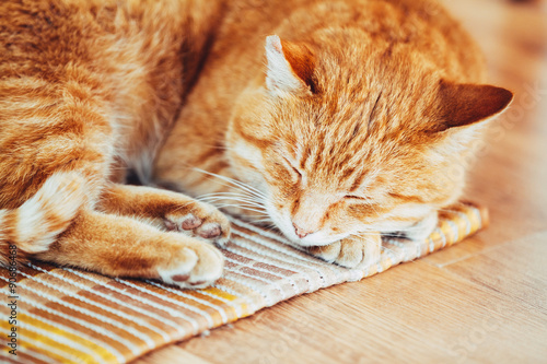 Peaceful Orange Red Tabby Cat Male Kitten Sleeping In His Bed On © Grigory Bruev