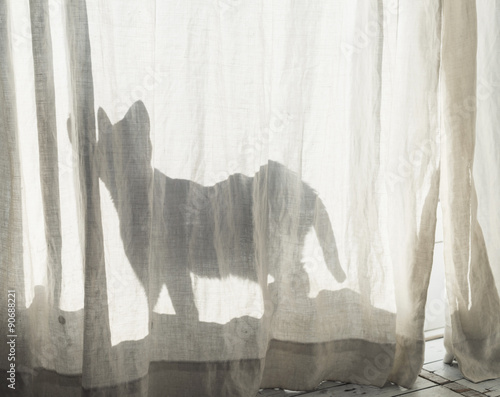 Fototapeta Naklejka Na Ścianę i Meble -  Silhouette of cat behind white curtain.