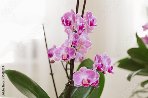 Fototapeta Naklejka Na Ścianę i Meble -  Pink orchid growing at interior