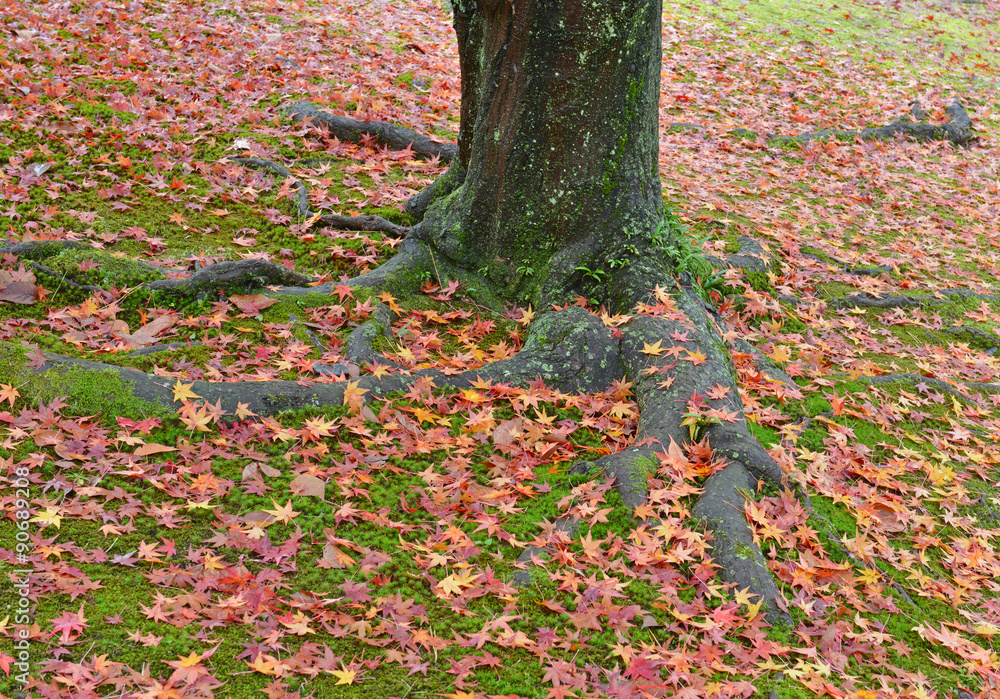 Autumn foliage, Japanese maple leaves in fall colors Autumn foliage, Japanese maple leaves in fall colors