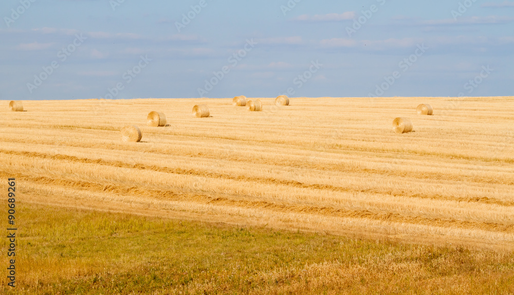 Fototapeta premium Field after harvesting