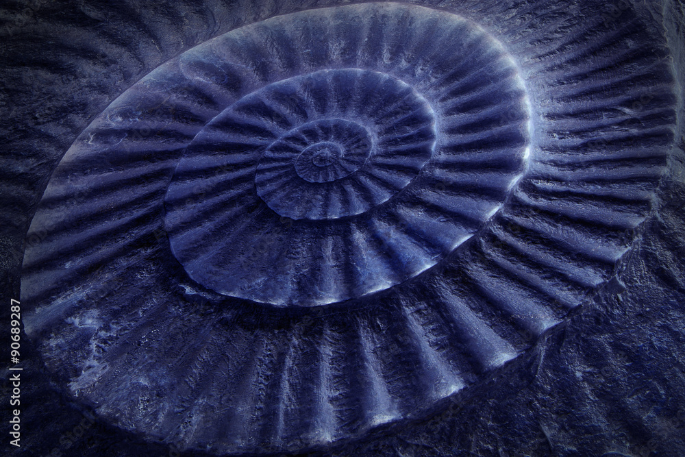Blue tone of ammonite prehistoric fossil on the surface