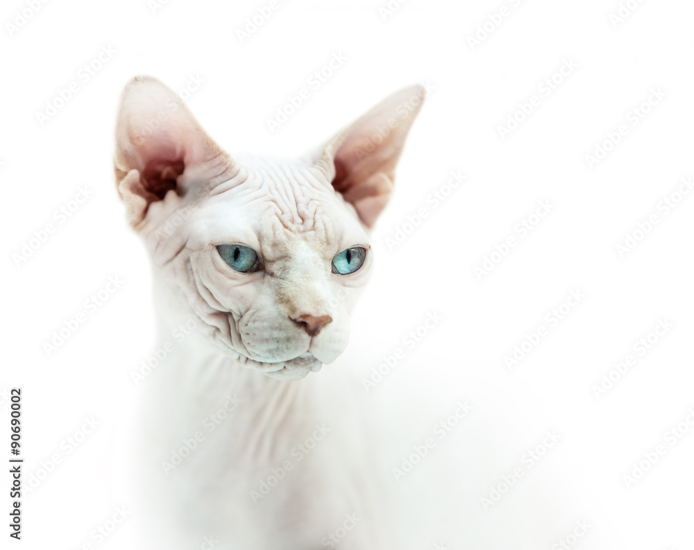 Hairless cat sphinx portrait