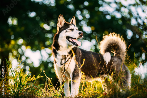 Young Happy Husky Eskimo Dog Sitting In Grass Outdoor
