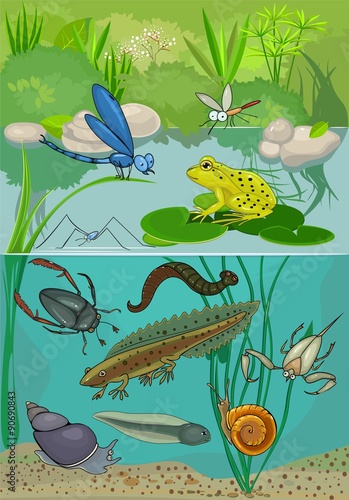 At the pond