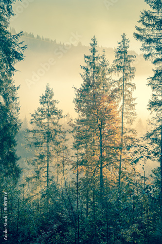 Wild forest in autumnal season time, vintage style toned