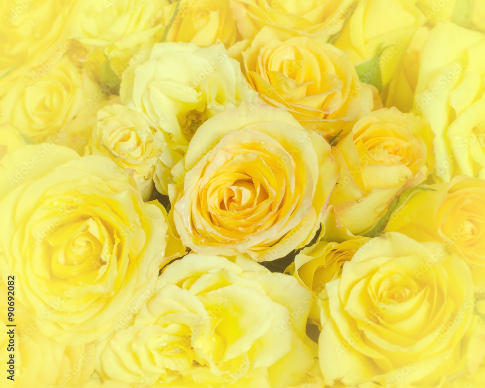 Naklejka premium Yellow rose background.