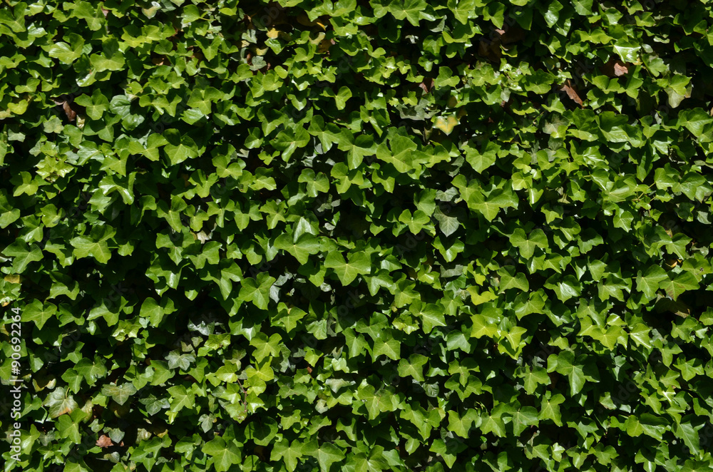 Common ivy hedge Common ivy hedge