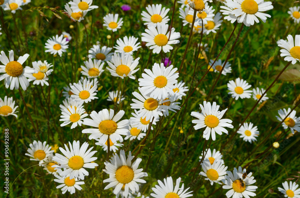 White common lawn daisy flowers in a meadow White common lawn daisy flowers in a meadow