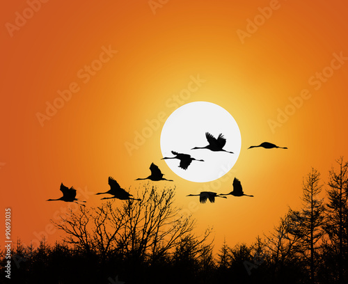 Zugvögel bei Abenddämmerung 