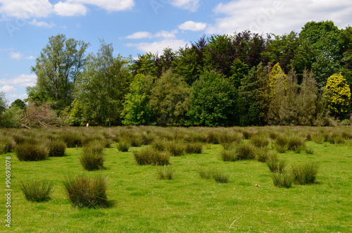 Tufts of soft rush in wet meadow in summer