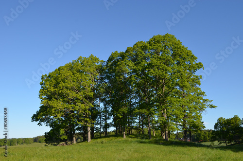 Group of oak trees on a hill in Swedish countryside