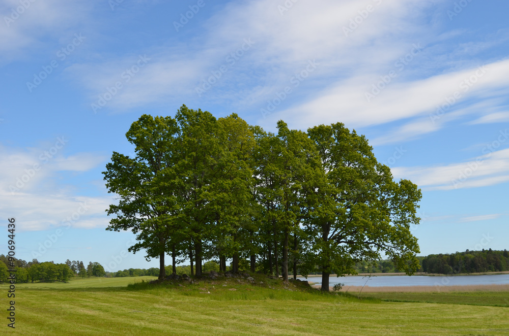 Group of trees on a rocky hill in mown meadow in Swedish countryside