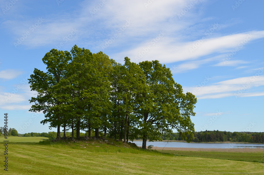 Fototapeta premium Group of trees on a rocky hill in mown meadow in Swedish countryside