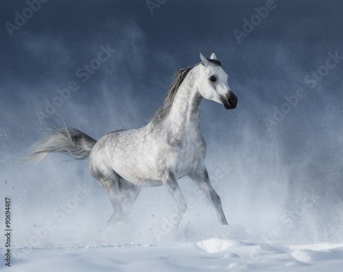 Grey arabian horse galloping during a snowstorm