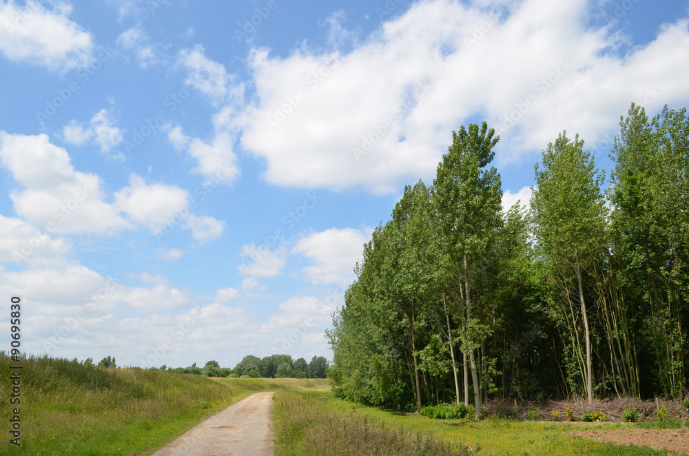 Walking trail and poplar plantation next to a dike Walking trail and poplar plantation next to a dike