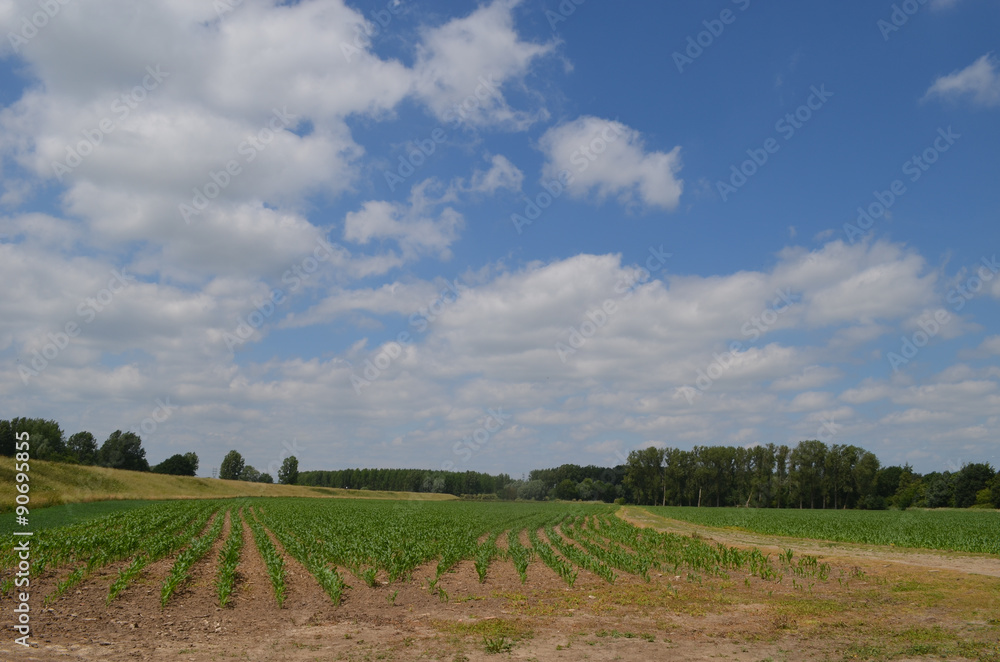 Large trail through corn fields in polder landscape