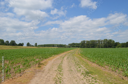 Large trail through corn fields in polder landscape