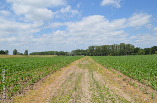 Old trail through rows of young maize seedlings