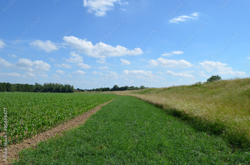 Green dike, meadow, maize field