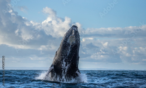 Jumping humpback whale over water. Madagascar. Waters of the island of St. Mary. 