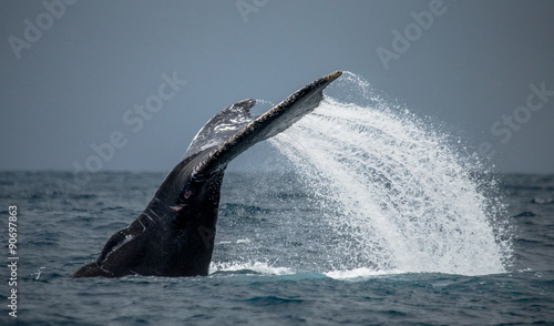Humpback whale tail above the water. Madagascar.