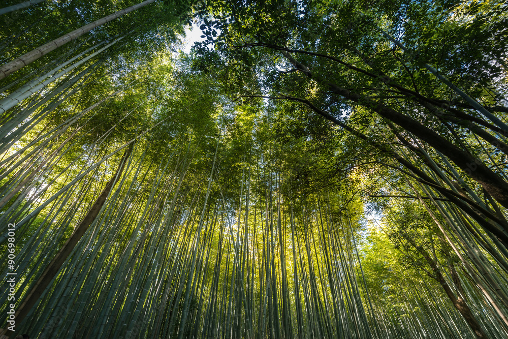 Bamboo grove, bamboo forest at Arashiyama, Kyoto, Japan Bamboo grove, bamboo forest at Arashiyama, Kyoto, Japan