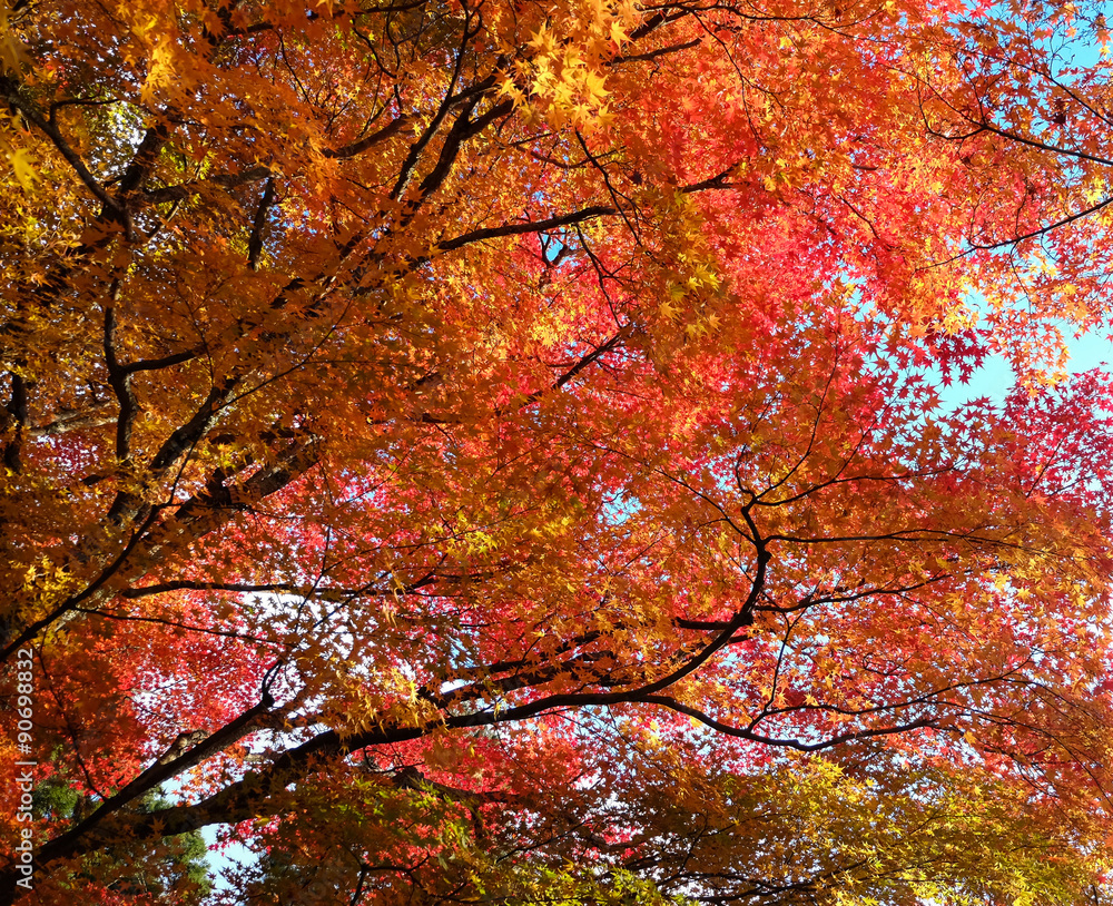 Autumn Colours in Japan