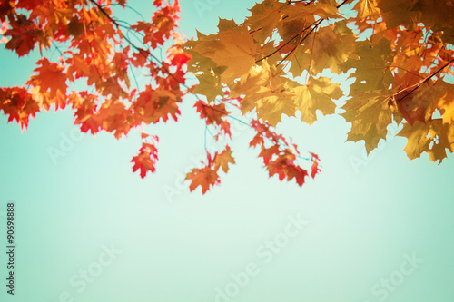 yellow maple in autumn park