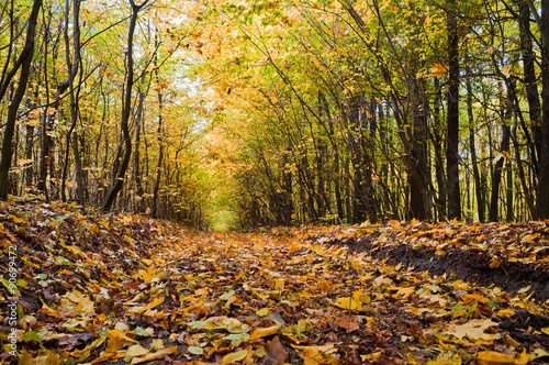 Path covered with foliage in autumn forest