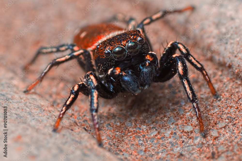 Jumping spider close up Jumping spider close up
