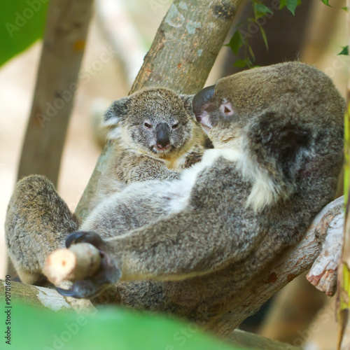 Mother holding baby koalas in the trees.