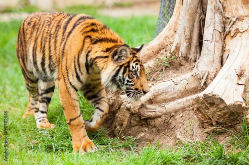 Fototapeta Naklejka Na Ścianę i Meble -  tiger